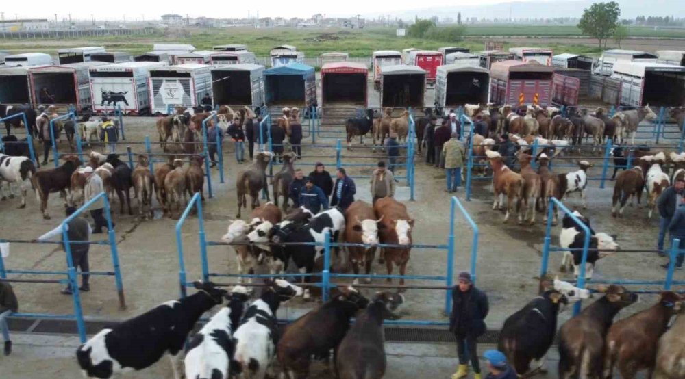 Afyonkarahisar’da kurban fiyatları can sıkıp cep yakıyor