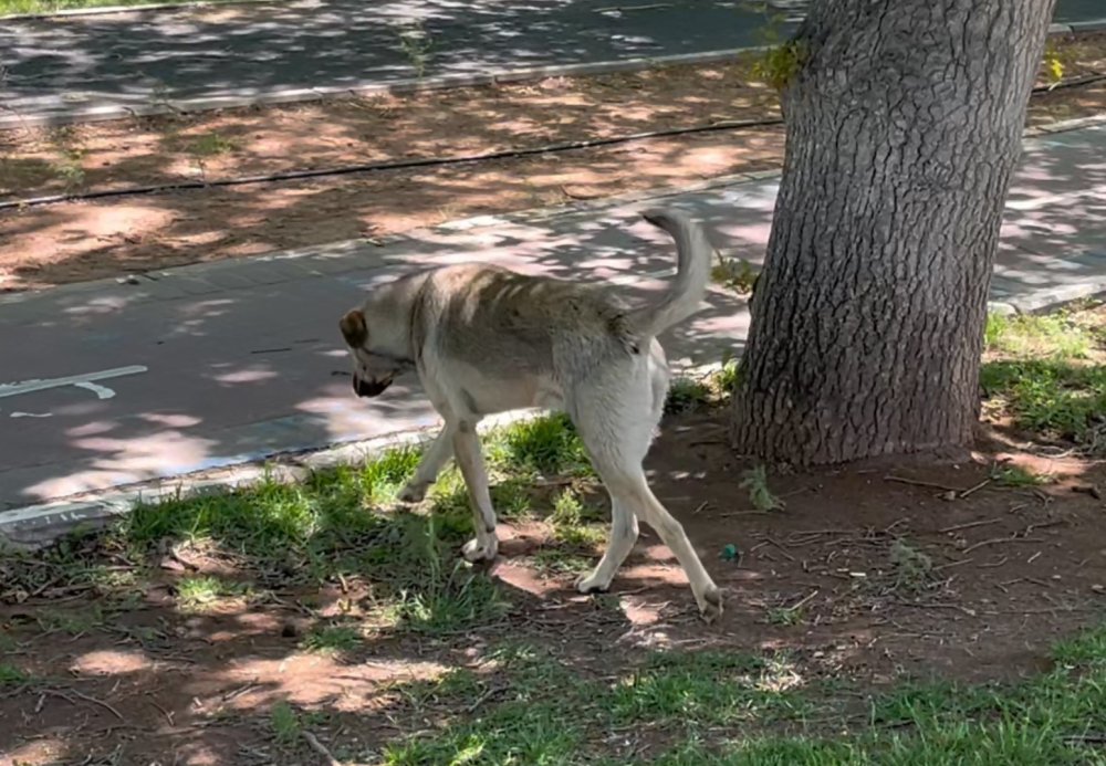 Başıboş köpekler parkta yürüyüş yaparken yakaladı