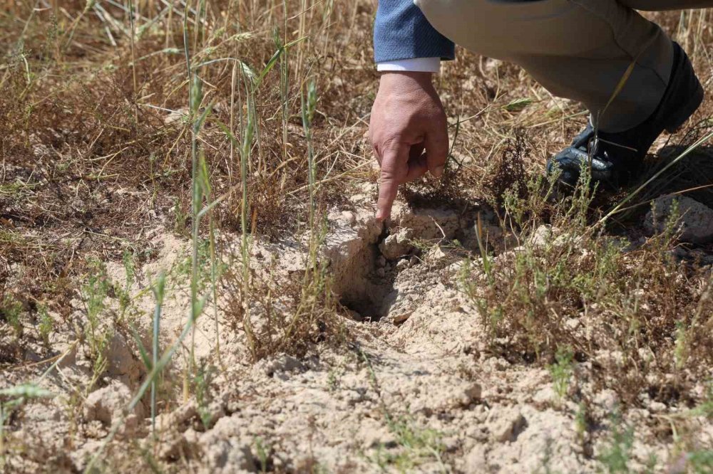 Buğday oluşmadı, ürünler hayvan yemi oldu