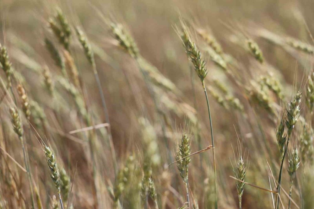 Buğday oluşmadı, ürünler hayvan yemi oldu