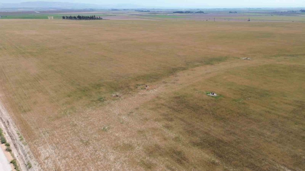Buğday oluşmadı, ürünler hayvan yemi oldu