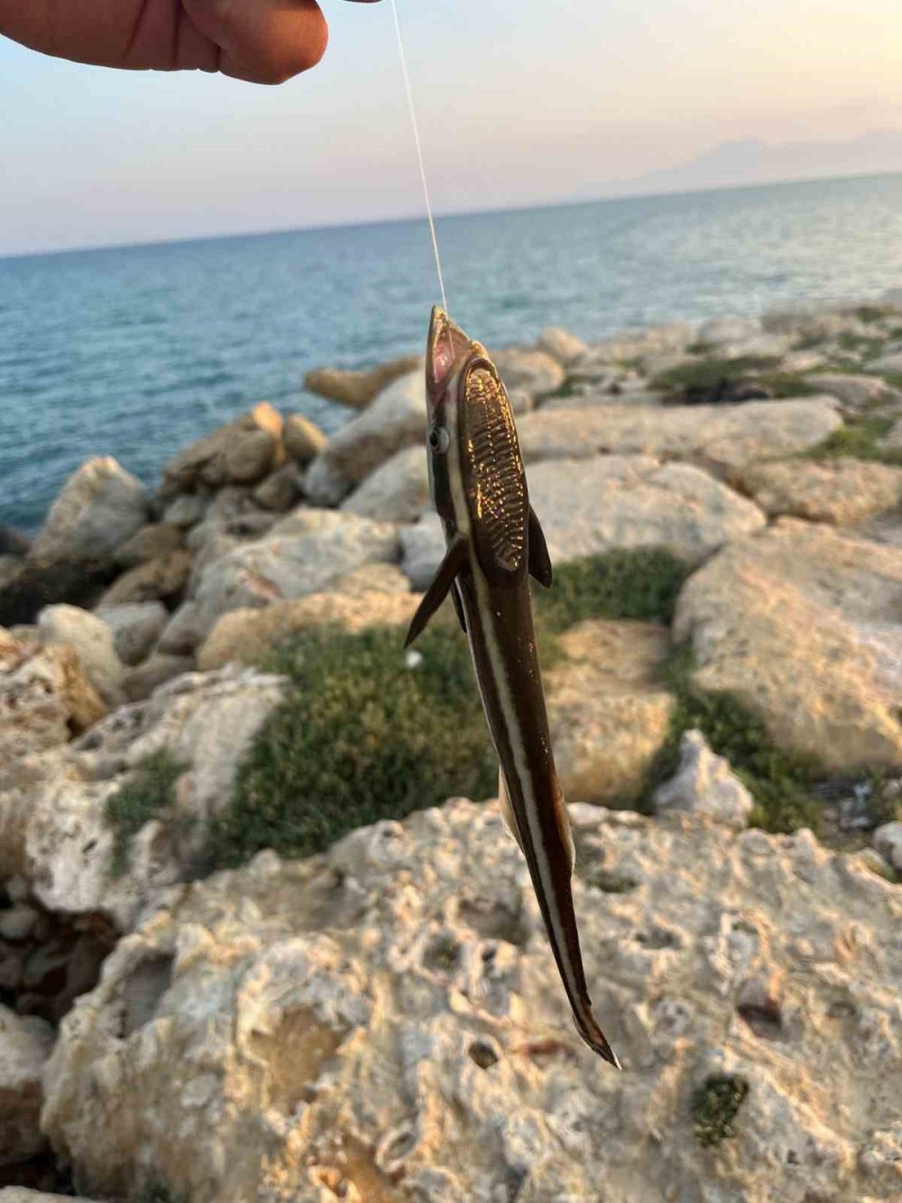 Kıyıdan oltasını attı, remora balığı yakaladı