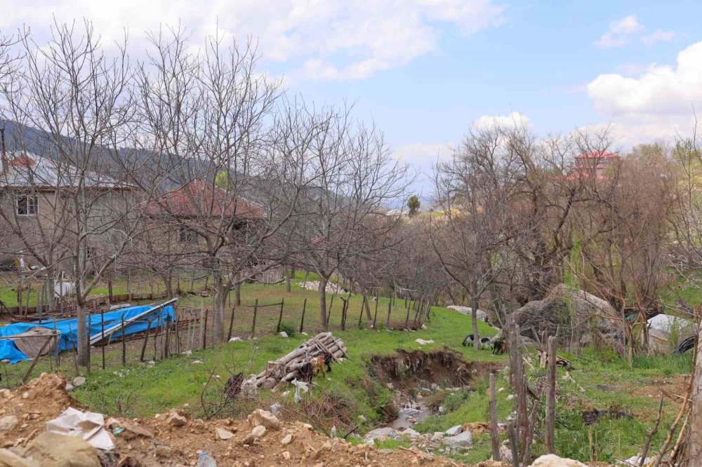 Cevizi de don vurunca çiftçiler rotayı değiştirdi