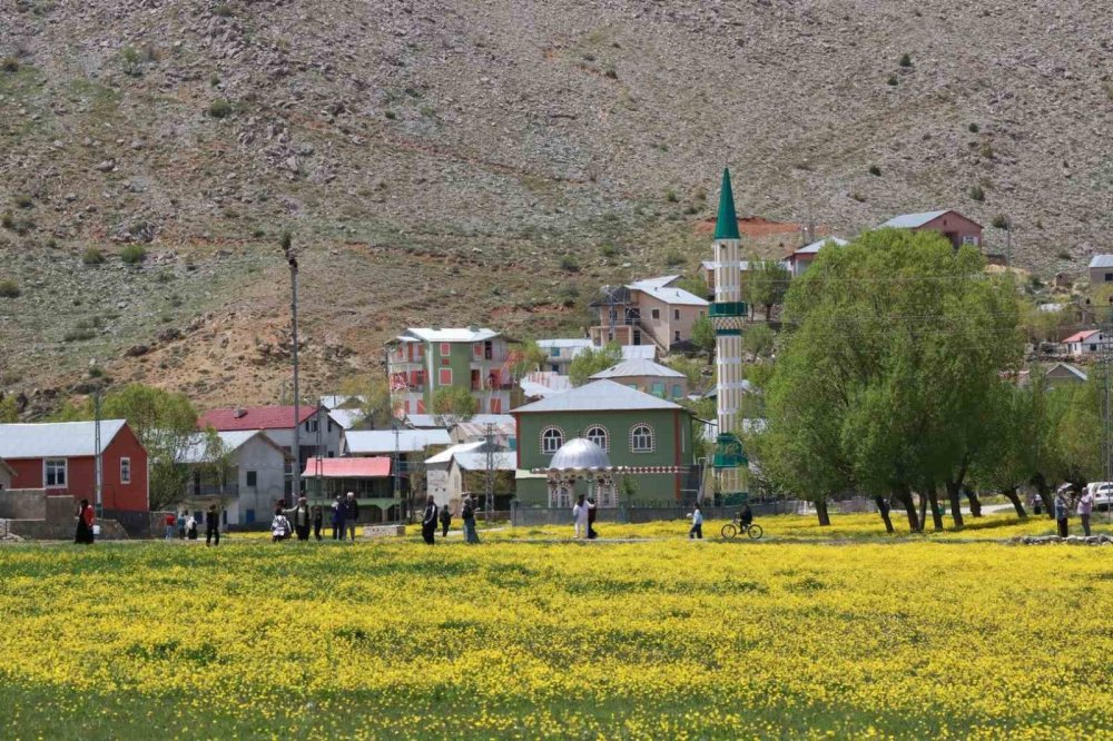 Hisarlık Yaylası'nda düğün çiçekleri görsel şölen sunuyor