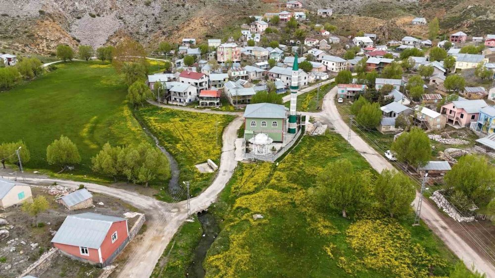 Hisarlık Yaylası'nda düğün çiçekleri görsel şölen sunuyor