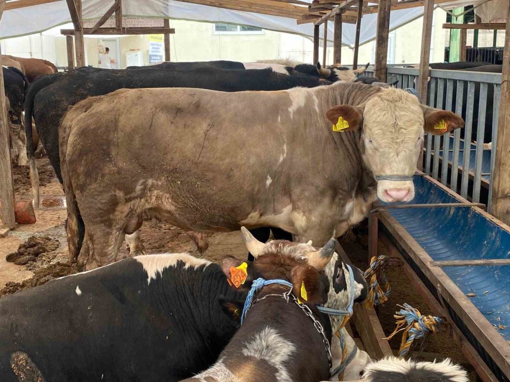 Uzmanı uyardı: Bu kurbanlıklardan uzak durun