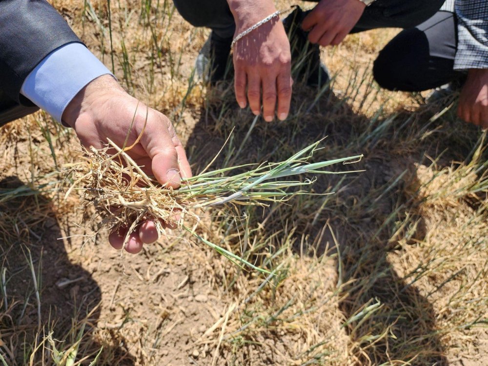 Konya'da arazi kıraçlaştı: Biçerdöver bile giremiyor