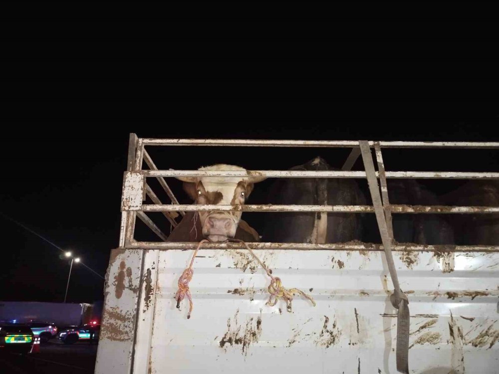 Kurbanlık sevkiyatı sıkı denetimden geçiyor