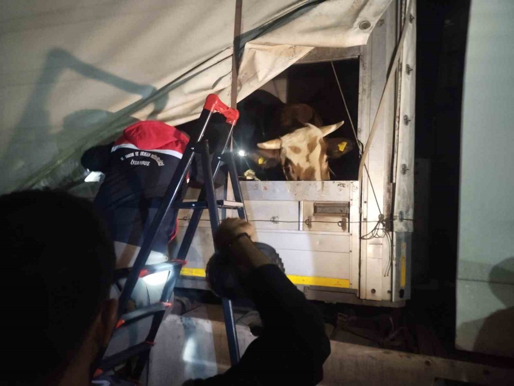 Kurbanlık sevkiyatı sıkı denetimden geçiyor