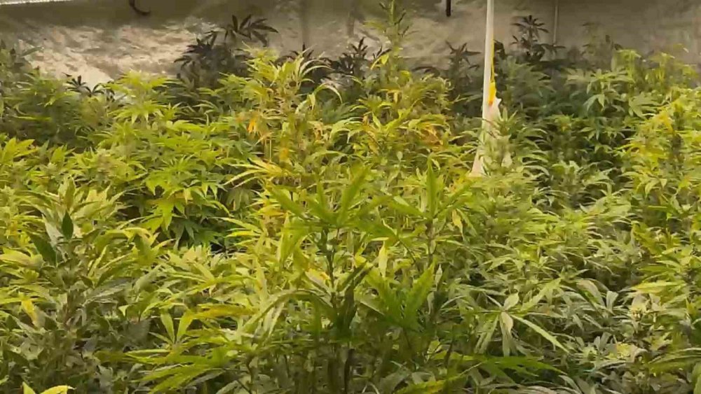 Villayı tarlaya çevirdi