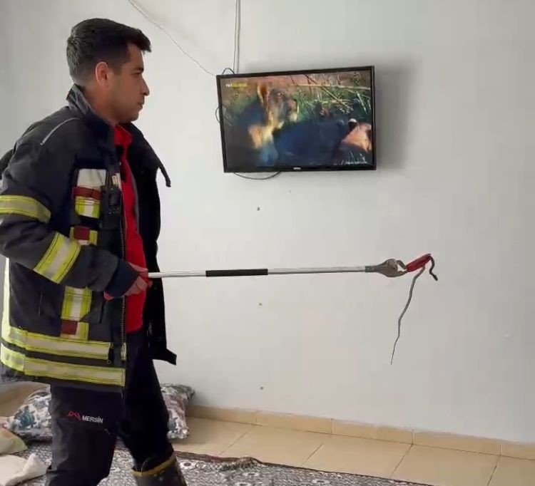 2 gün evde saklanan yılanı itfaiye buldu