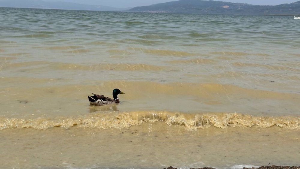 İznik Gölü alarm veriyor: Kirlilik ve kuraklık tehdidi büyüyor