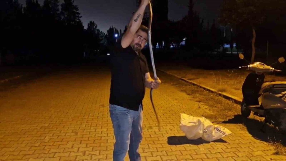 Yılanlara fısıldayan adam, çamaşır makinesine giren karayılan nasihat verdi