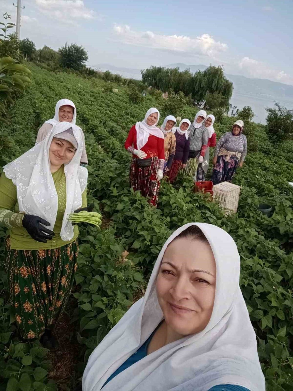 Meşhur Nazende Fasulyesinin Hasadı Başladı, Kilosu 65 Liradan Satılıyor