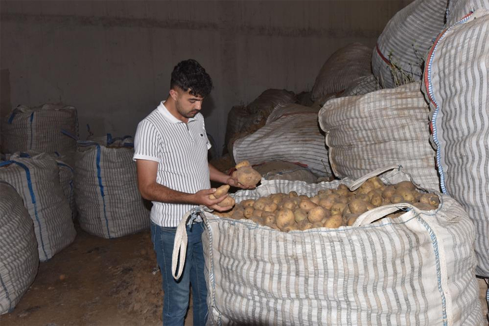 bitlis-patates-4.jpg