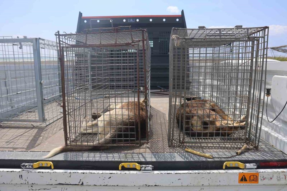 Kuduz karantinasına alınan 4 mahallede başıboş köpekler toplanıyor