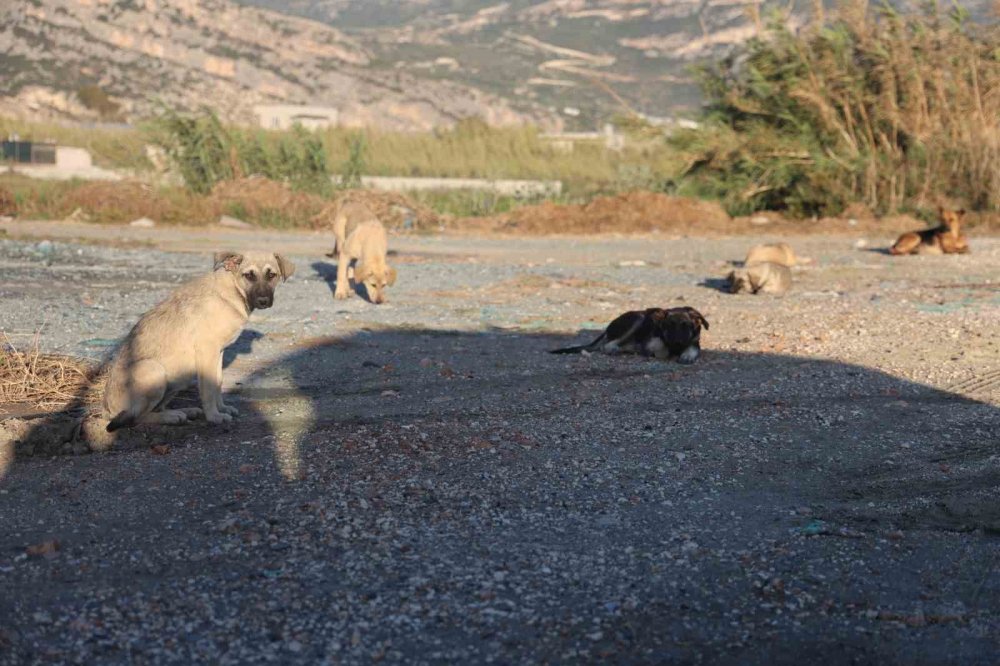 Kuduz karantinasına alınan 4 mahallede başıboş köpekler toplanıyor