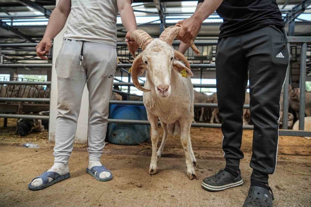 Dört boynuzlu koç görenleri şaşkına çevirdi: Her boynuza 10 bin lira