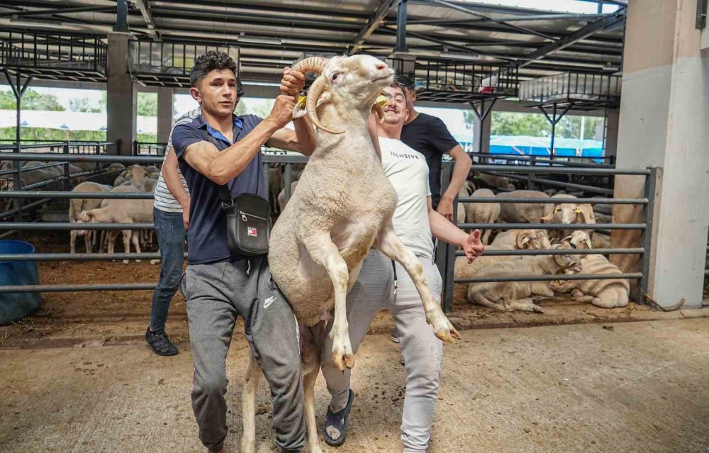 Dört boynuzlu koç görenleri şaşkına çevirdi: Her boynuza 10 bin lira