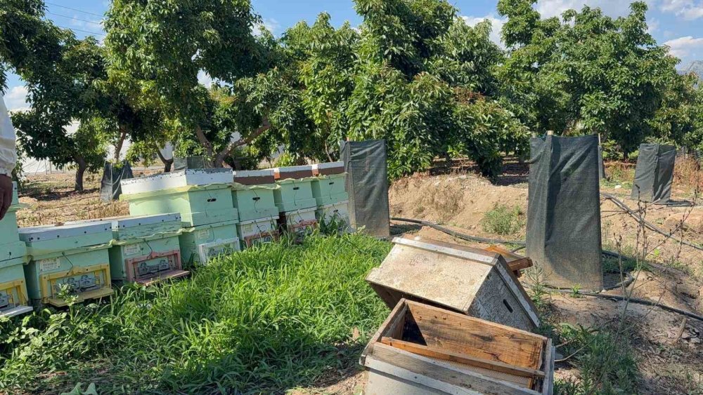 Gazipaşa'da ayı dehşeti: Arı kovanlarını parçalayıp balları yedi