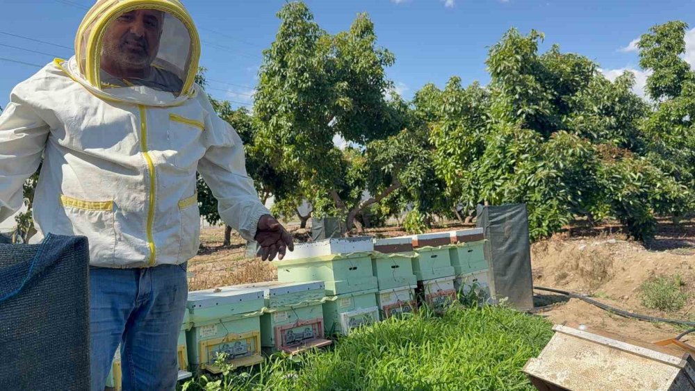 Gazipaşa'da ayı dehşeti: Arı kovanlarını parçalayıp balları yedi