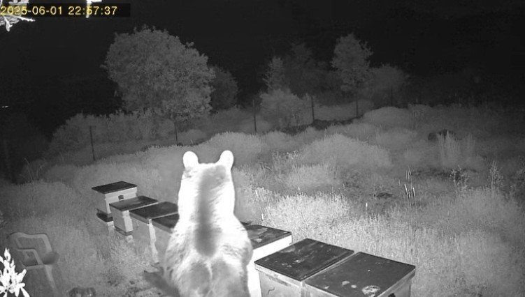 Gazipaşa'da ayı dehşeti: Arı kovanlarını parçalayıp balları yedi