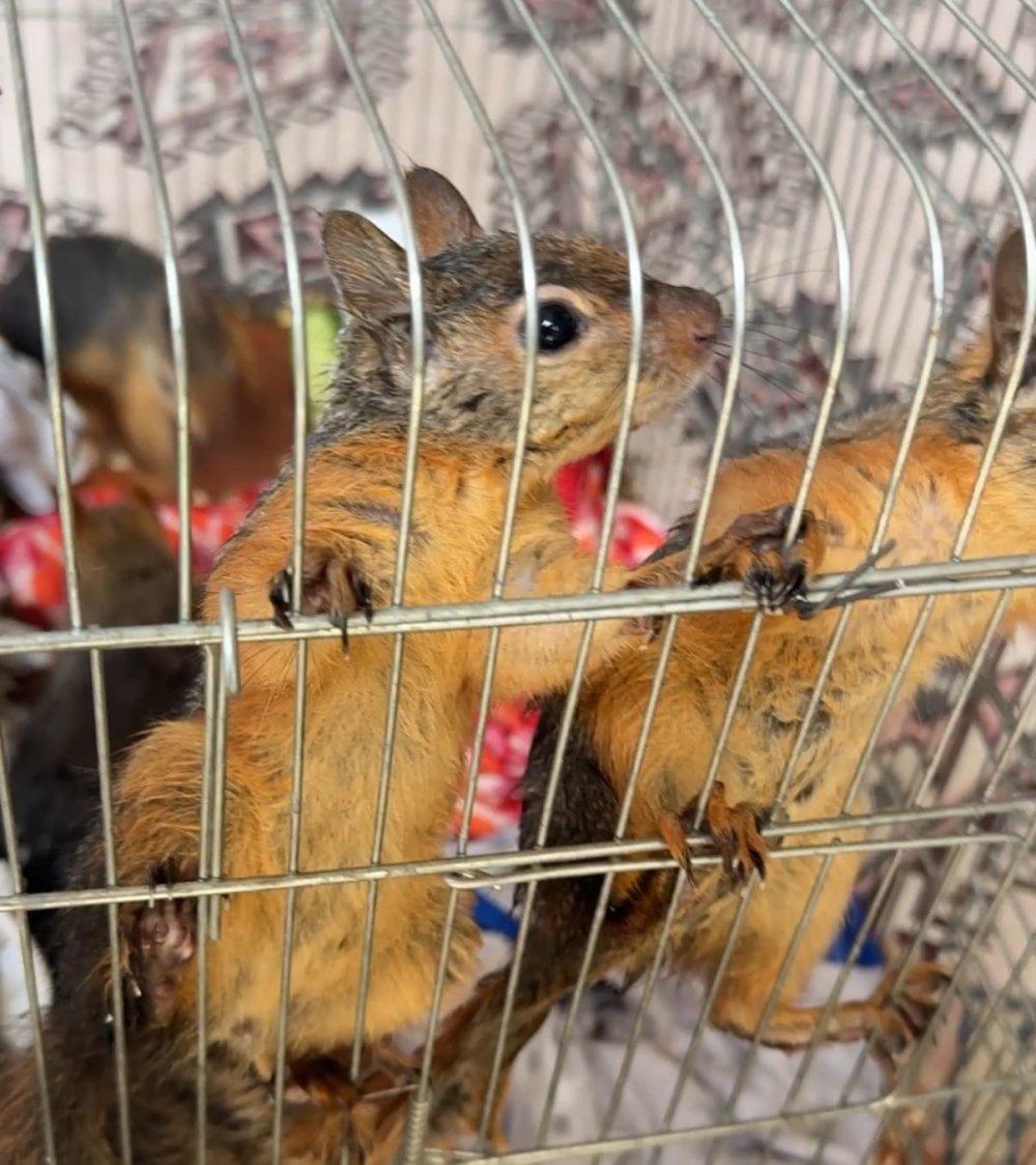 İnternetten sincap satacaktı, sanal devriyeden kaçamadı