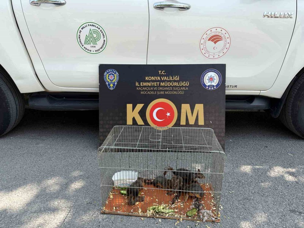İnternetten sincap satacaktı, sanal devriyeden kaçamadı