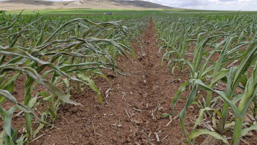 Mısır tarlasına dronlu sabotaj: 85 dönüm arazi kurudu