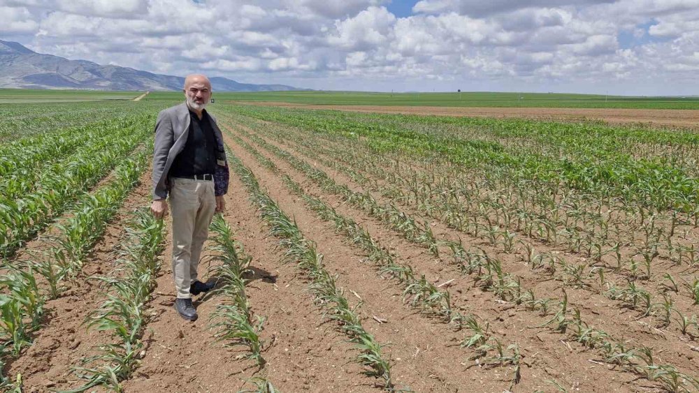 Mısır tarlasına dronlu sabotaj: 85 dönüm arazi kurudu