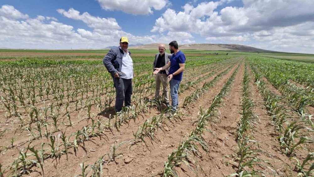Mısır tarlasına dronlu sabotaj: 85 dönüm arazi kurudu