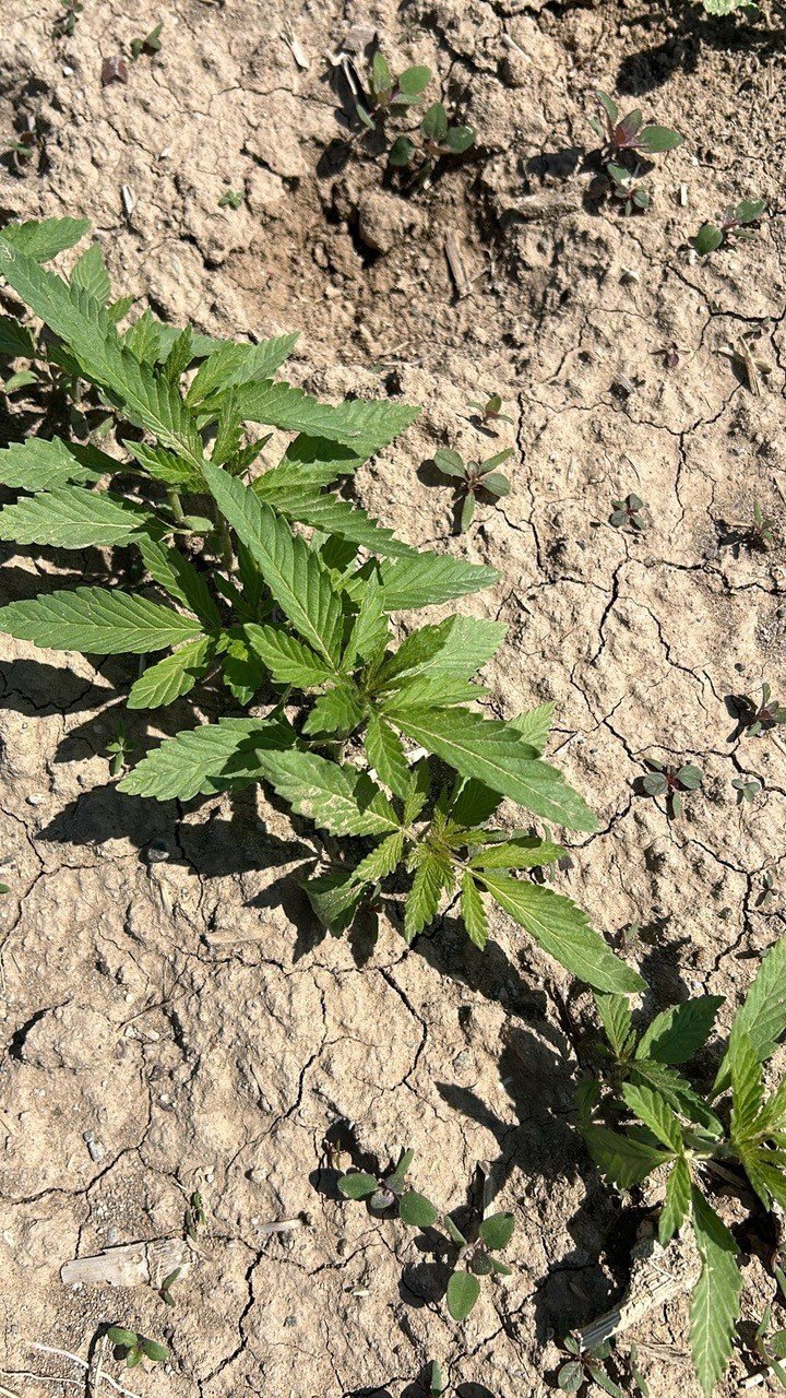 Konya'nın kurtuluşu ona bağlı! Ekipler milim milim ölçtü