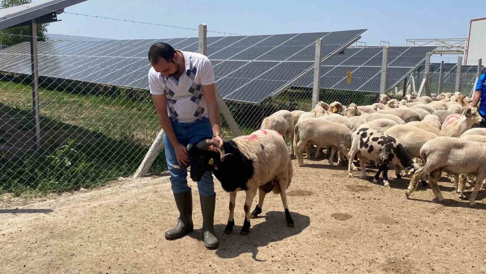 Cumhurbaşkanı Erdoğan’ın Kurbanları Konya’da Kesildi