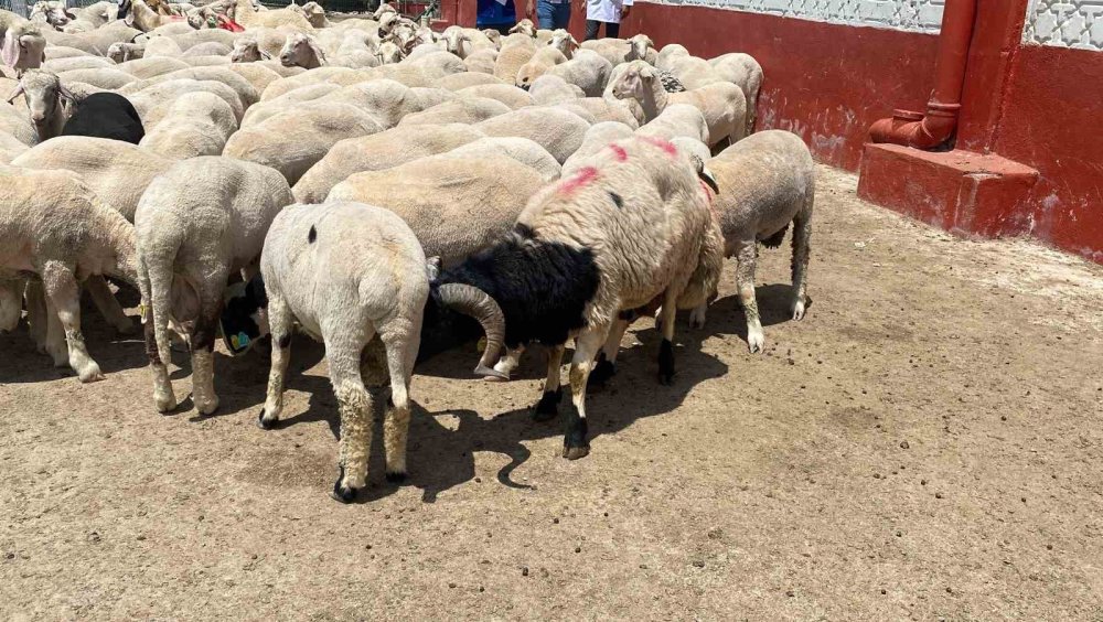 Cumhurbaşkanı Erdoğan’ın Kurbanları Konya’da Kesildi