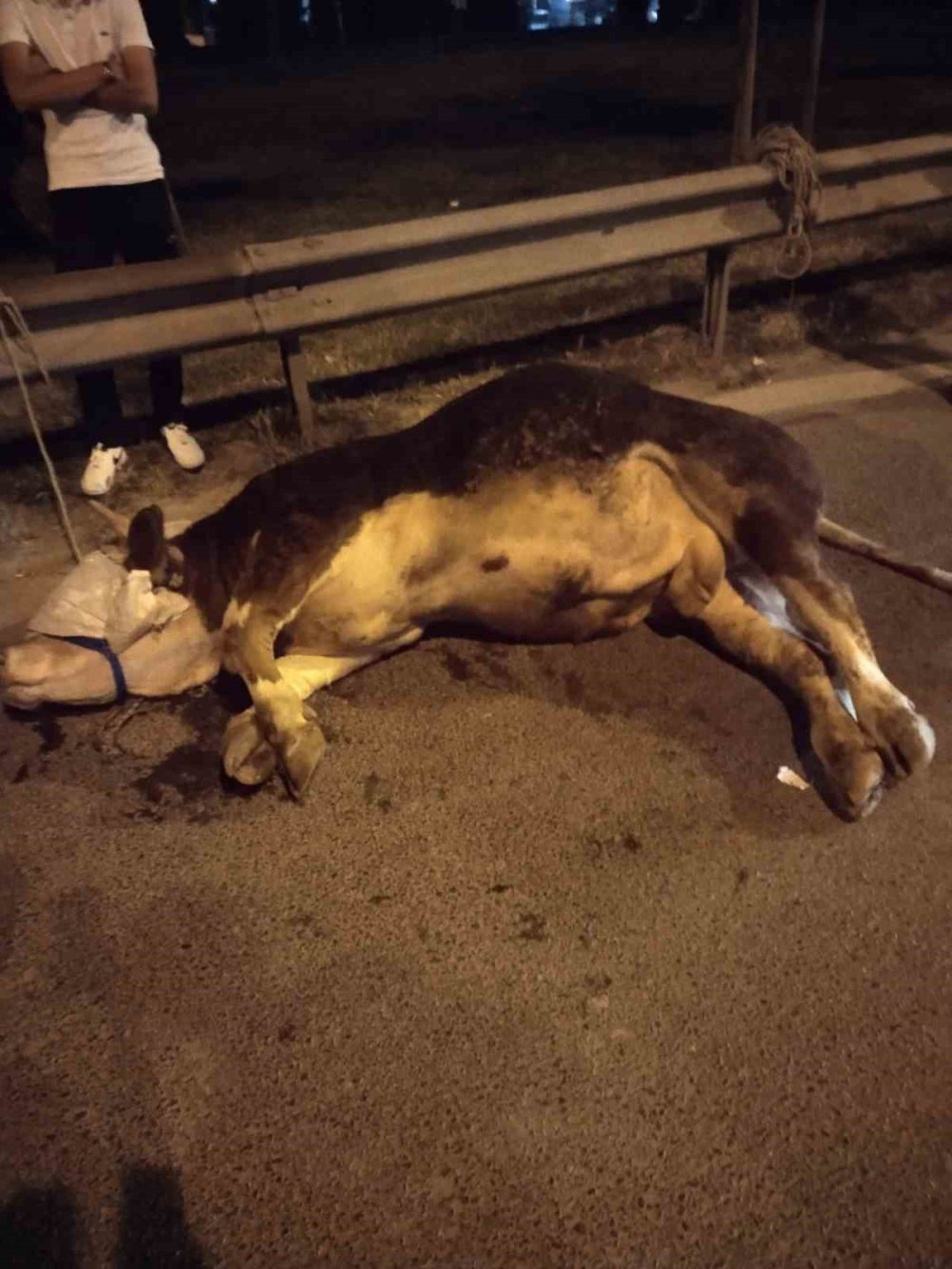 Kamyonetten atlayan kurbanlık dana ayağını kırdı