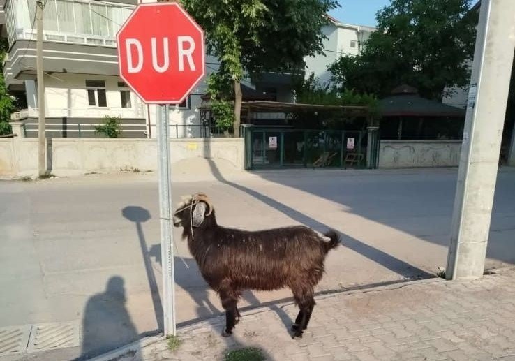 Bakmayın masumluklarına onlar aslında firari