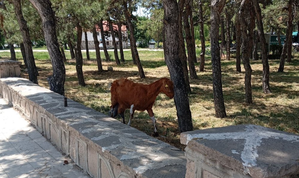 Bakmayın masumluklarına onlar aslında firari