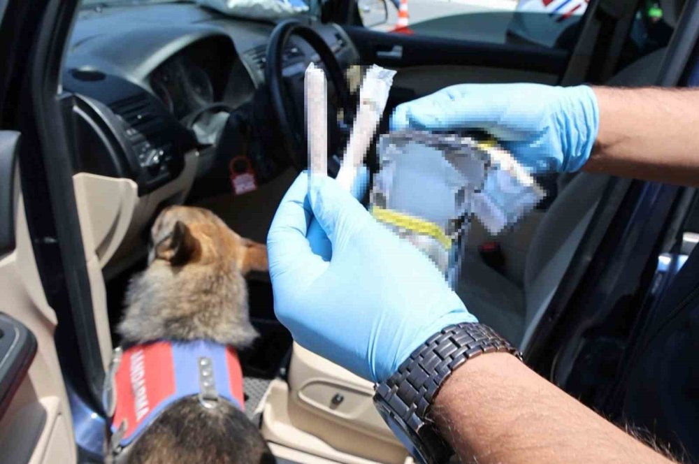 Etap'a yakalanan kurtulamıyor: Burnuyla buldu, patisiyle çıkardı