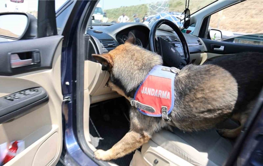 Etap'a yakalanan kurtulamıyor: Burnuyla buldu, patisiyle çıkardı