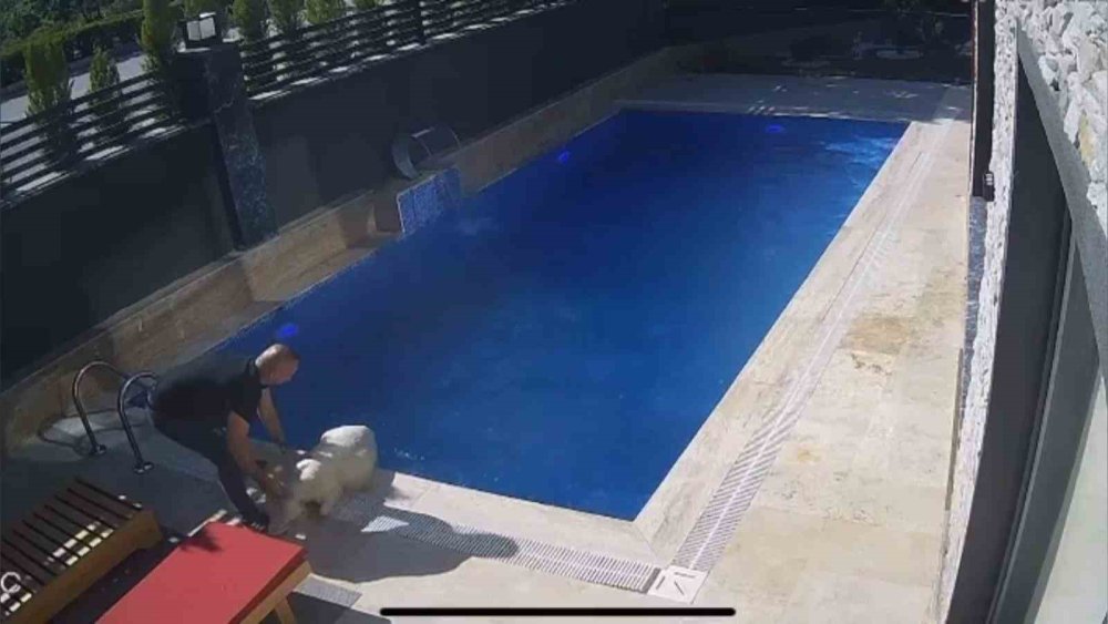 Firar eden kurbanlık koç villaya girip havuza atladı