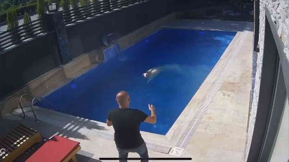 Firar eden kurbanlık koç villaya girip havuza atladı