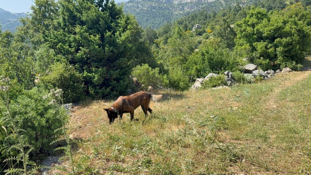 Gazipaşa'da kaybolan Hüseyin Amca'yı 300 kişi arıyor