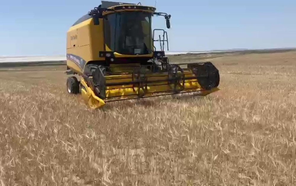 Kuraklık arpa hasadını erken yaptırdı: Kayıp yüzde 80