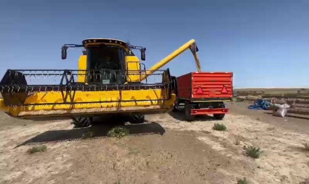 Kuraklık arpa hasadını erken yaptırdı: Kayıp yüzde 80