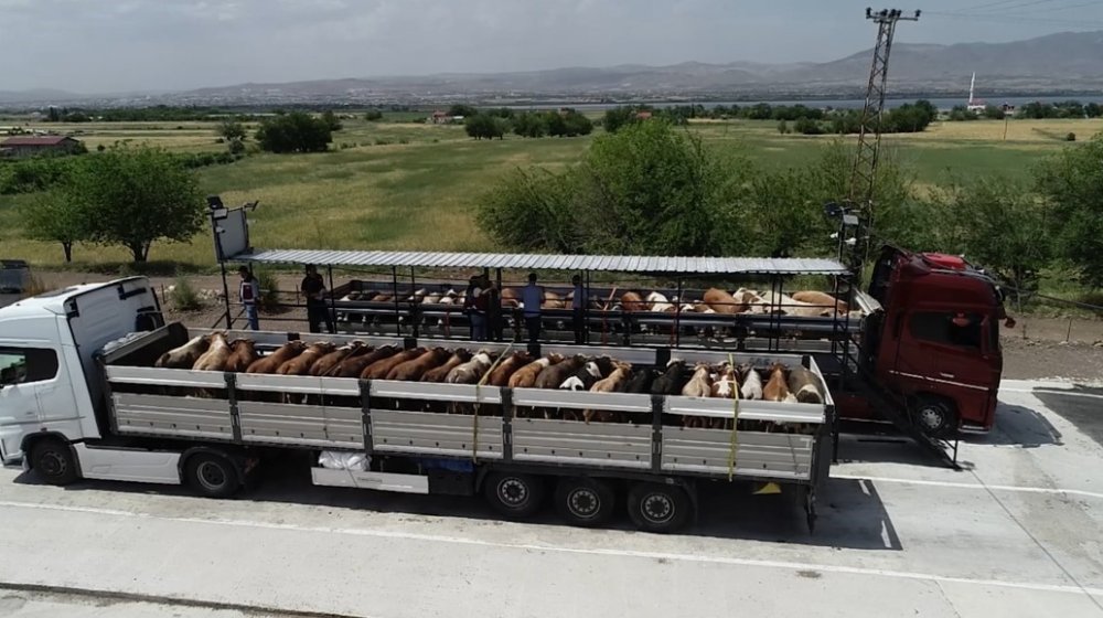Kurban Pazarına Sevk Edilemeyen Hayvanları ESK Satın Alacak