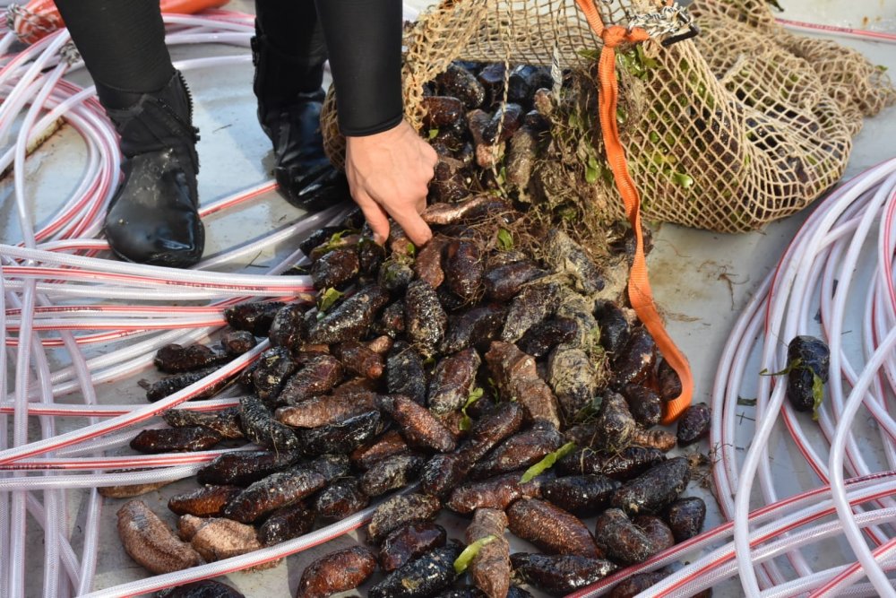 Su Ürünleri Üretiminde Genel Düşüş Yaşandı