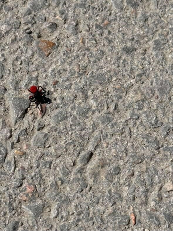 Zehirli Uğur Böceği Panik Yarattı