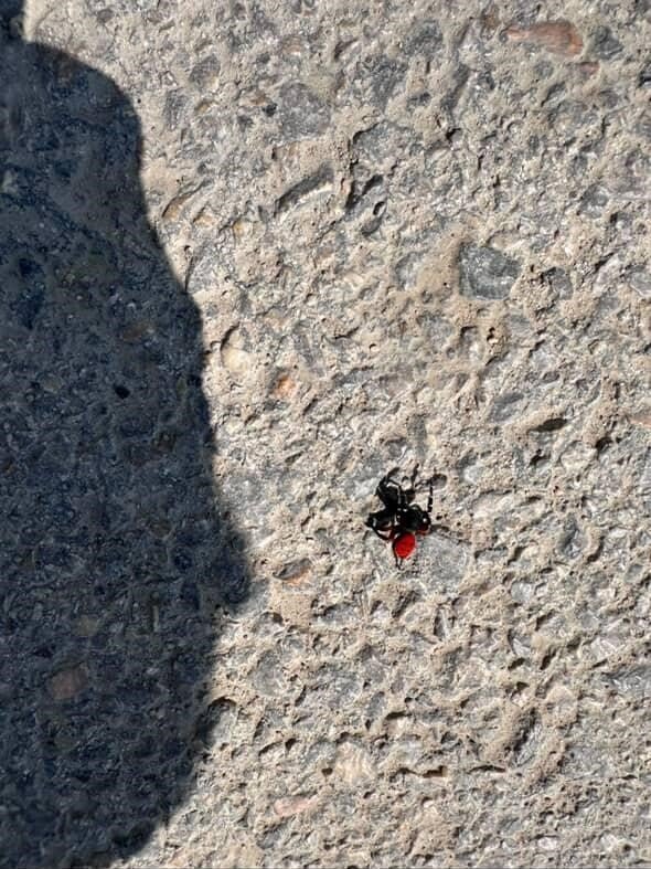 Zehirli Uğur Böceği Panik Yarattı