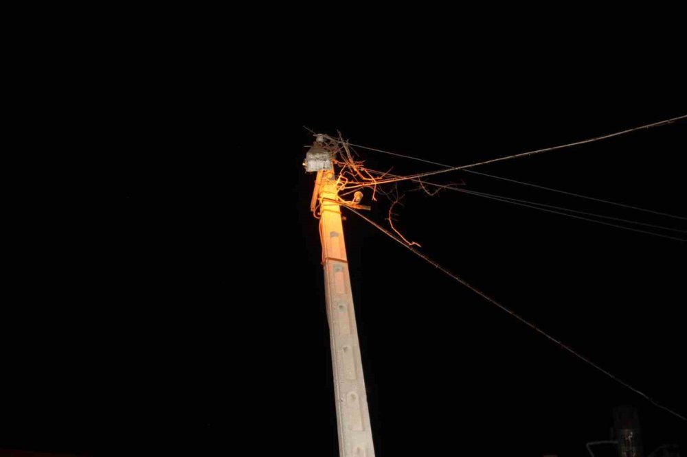 Elektrik Direğinden Düşen Leylek Yuvasındaki Yavrular Telef Oldu