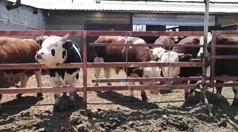 7 hisseli kurbandan umre  ziyareti çıktı